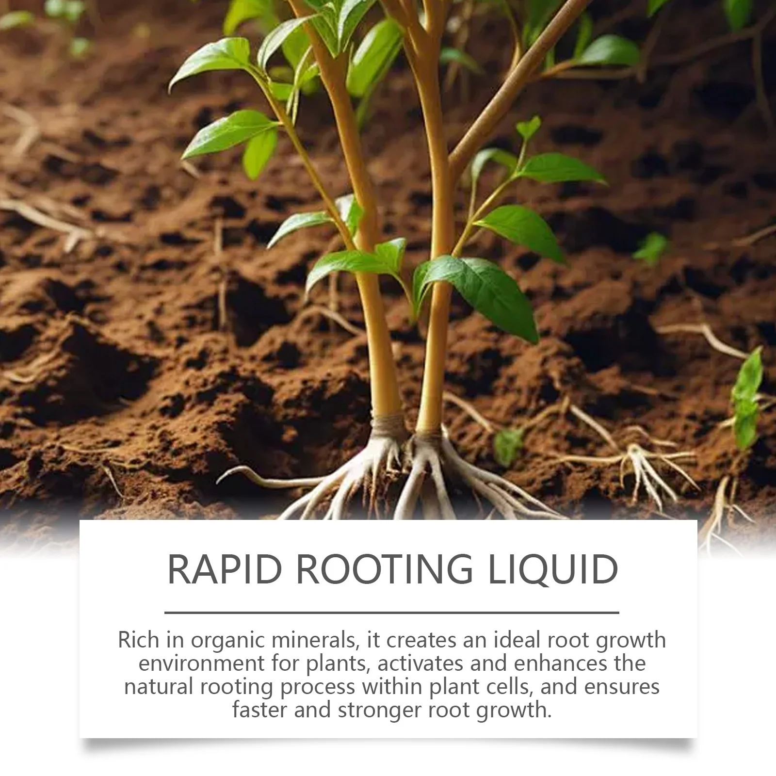 Rapid Rooting Liquid for Indoor and Outdoor Plants - 50ml 6 rapid rooting liquid spu822587702610 desc 6